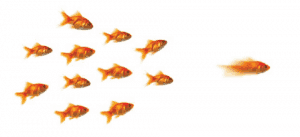 Follow the Leader, Blog Feature